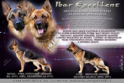 Štěňátka NO k rezervaci