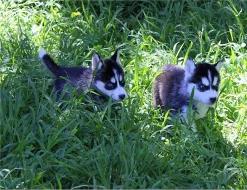 Sibirsky husky