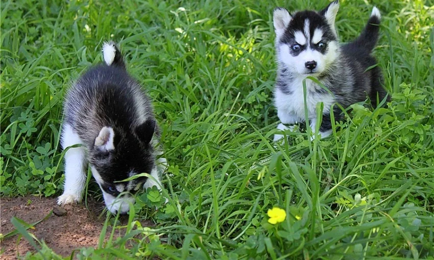 Sibirsky husky