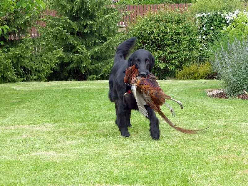 Flat Coated Retriever s PP