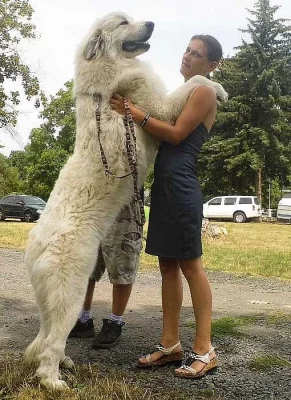 pyrenejský horský pes-štěnata