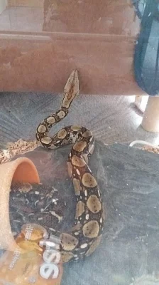 Hroznýš Královský