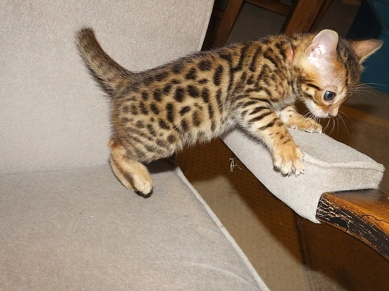 Bengálská kočka