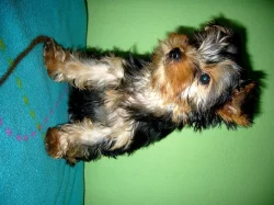 Fenka Jorkšírskeho teriera s PP