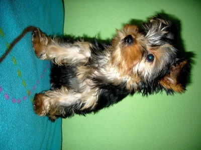 Fenka Jorkšírskeho teriera s PP