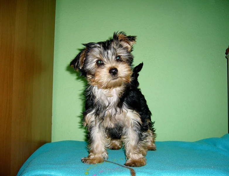 Fenka Jorkšírskeho teriera s PP