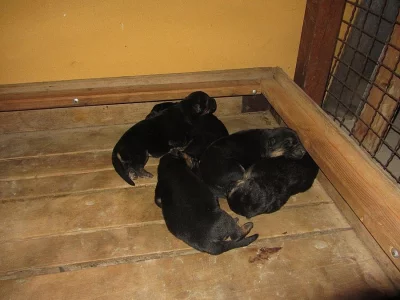 Štěňata, psy, plemene Německý ovčák