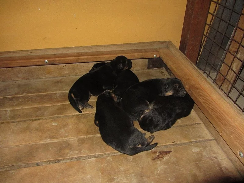 Štěňata, psy, plemene Německý ovčák