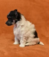 Čínský chocholatý pes / čínský naháč