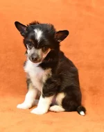 Čínský chocholatý pes / čínský naháč