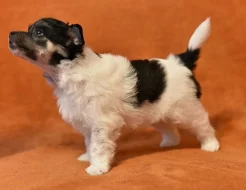 Čínský chocholatý pes / čínský naháč