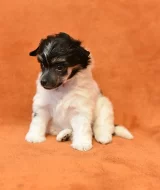 Čínský chocholatý pes / čínský naháč