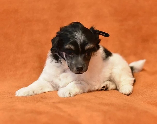 Čínský chocholatý pes / čínský naháč