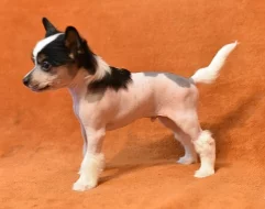 Čínský chocholatý pes / čínský naháč