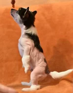 Čínský chocholatý pes / čínský naháč