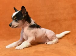 Čínský chocholatý pes / čínský naháč