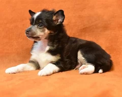 Čínský chocholatý pes / čínský naháč