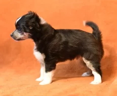 Čínský chocholatý pes / čínský naháč