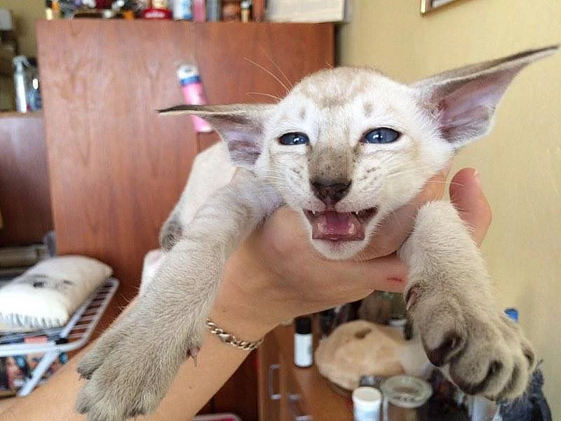 Nabízím siamská koťata