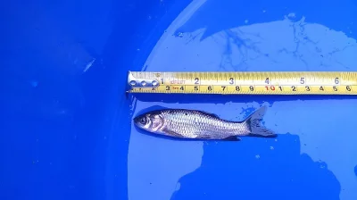 Plůdek amura bílého