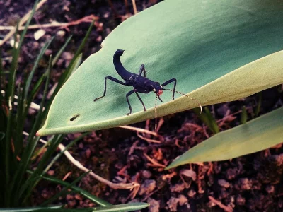 Peruphasma schultei (strašilka ďábelská,PSG 270) - Prodej