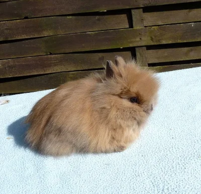 Zakrslí teddy králíčci s VP.