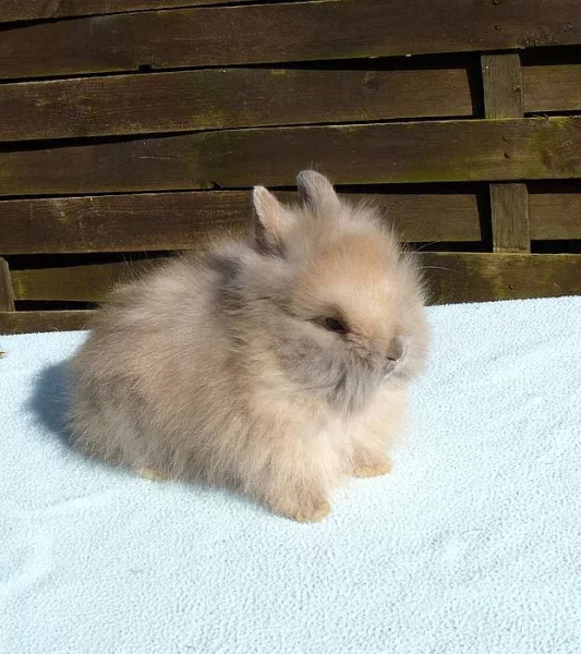 Zakrslí teddy králíčci s VP.