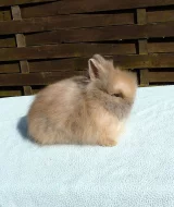 Zakrslí teddy králíčci s VP.