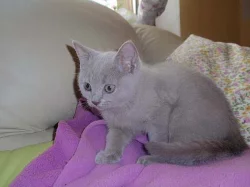 Britská stříbrná a bílý koťatka k prodeji