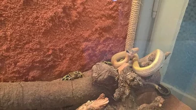 Prodám 2 užovky tenkoocasé (Orthriophis taeniurus)