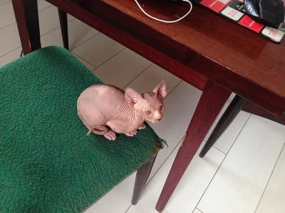 Kocourek kanadský sphynx