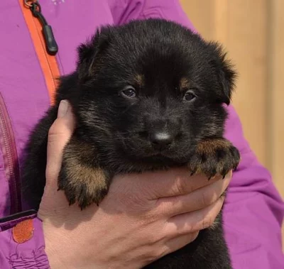 Německý ovčák - štěňata s PP