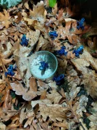 Jorkšírský terrier biro