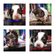 Jorkšírský terrier biro