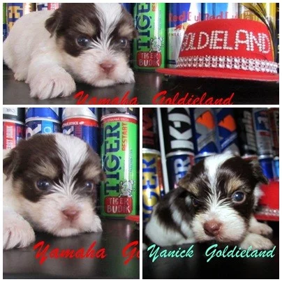 Jorkšírský terrier biro