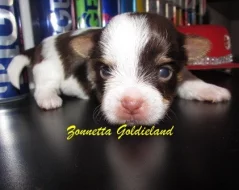 Jorkšírský terrier biro