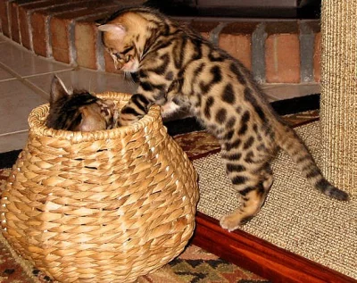 Půvabný Bengálská koťátka