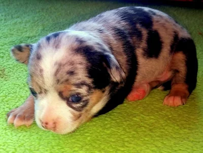 Čivava - štěňátka