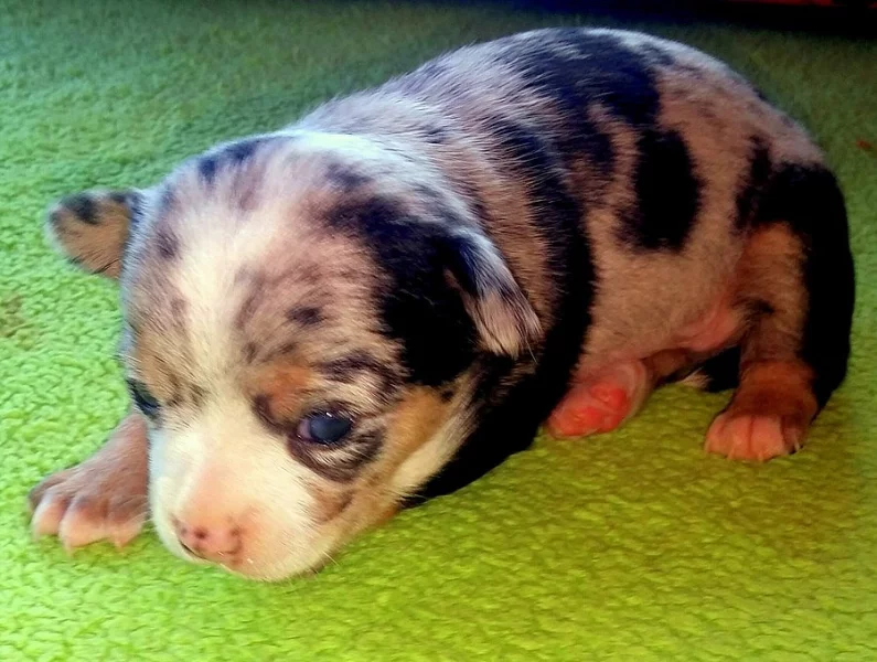 Čivava - štěňátka