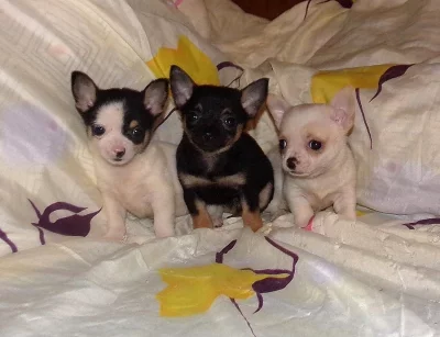 Čivava - štěňata s PP