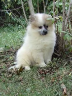 Německý špic s PP