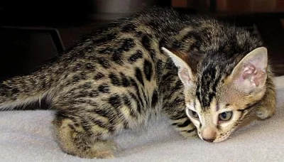 Bengálská koťátka sPP na prodej