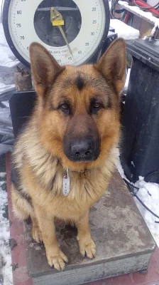 Granule pro psy brit-važene 25 kc