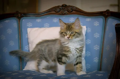 Maine coon koťata s PP k odběru