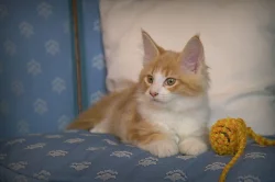 Maine coon koťata s PP k odběru