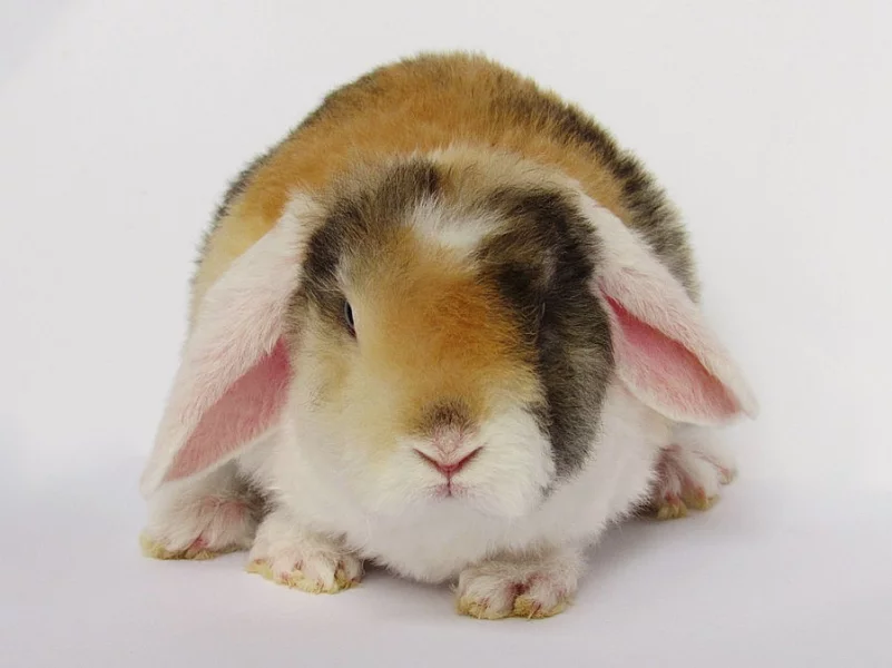 Zakrslí beránci miminka s VP - CELÁ ČR