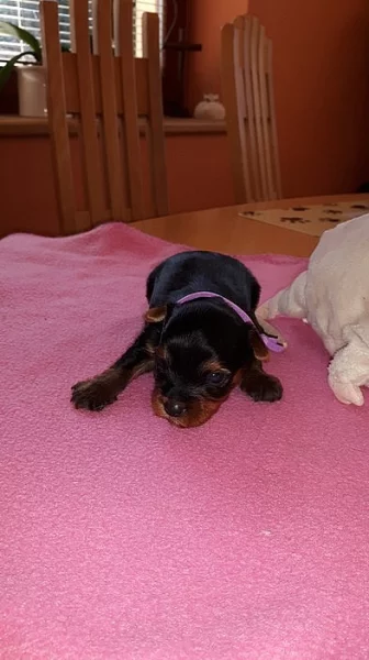 Krásná štěňátka Jokršírského teriéra