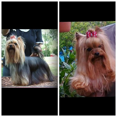 Krásná štěňátka Jokršírského teriéra