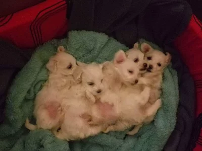 krásné štěňátka malteszaka