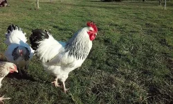 Násadová vejce